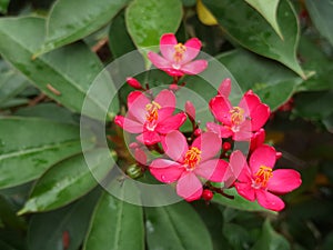 Shocking Pink Flower of Peregrina or Jatropha IntegerrimaÂ or Spicy Jatropha